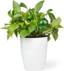 Merkloos Decopatent® 4 Stuks - Waterdruppelaar Voor Planten - Watergever - Glas - Waterbollen - Watergeefsysteem - Plantenbollen - Groen -Tuingereedschap Serie Winkel 1091x1200 4