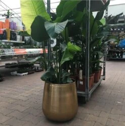 Gina Da Bloempot Karakter Goud - XL -Tuingereedschap Serie Winkel 1191x1200 12