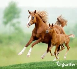 Kalk Korrel Meststof Verrijkt Met Magnesium (5Kg - Voor 100m2) Voor Dieper Bladgroen (+PH) Speciaal Voor Gazon, Perken, Moestuin En Openbaar Groen - Organifer -Tuingereedschap Serie Winkel 1200x1071 1