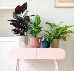 Elho Vibes Fold Rond 25 - Bloempot Voor Binnen - Ø 25.0 X H 23.0 Cm - Delicaat Roze -Tuingereedschap Serie Winkel 1200x1149 7