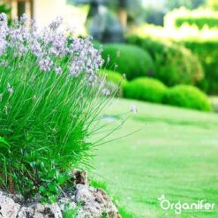 Lavameel Uit Eifel Oergesteente (20Kg Voor 200m2) Organifer 18 Lavameel Uit Eifel Oergesteente (20Kg Voor 200m2) Organifer -Tuingereedschap Serie Winkel 1200x1200 2039