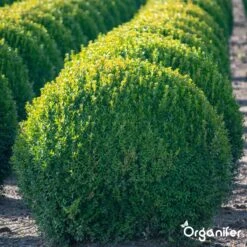 Lavameel Uit Eifel Oergesteente (20Kg Voor 200m2) Organifer 20 Lavameel Uit Eifel Oergesteente (20Kg Voor 200m2) Organifer -Tuingereedschap Serie Winkel 1200x1200 2041