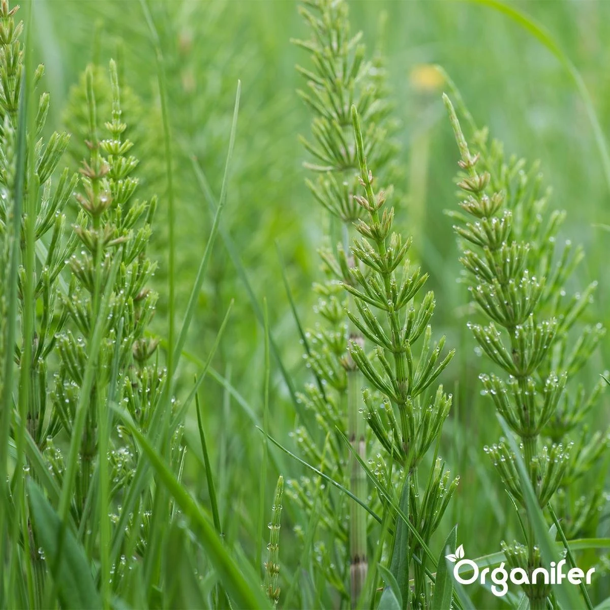 Lavameel Uit Eifel Oergesteente (20Kg Voor 200m2) Organifer 11 Lavameel Uit Eifel Oergesteente (20Kg Voor 200m2) Organifer - Afbeelding 9