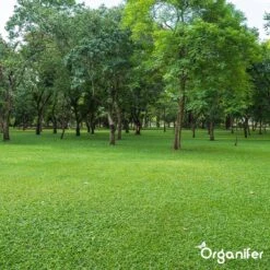 Kalk Korrel Meststof Verrijkt Met Magnesium (5Kg - Voor 100m2) Voor Dieper Bladgroen (+PH) Speciaal Voor Gazon, Perken, Moestuin En Openbaar Groen - Organifer -Tuingereedschap Serie Winkel 1200x1200 2060