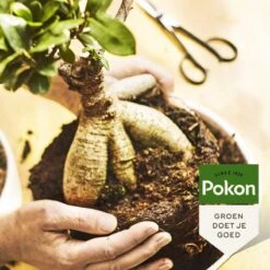 Pokon Bonsai Voeding - 250ml - Plantenvoeding - 10ml Per 1L Water 12 Pokon Bonsai Voeding - 250ml - Plantenvoeding - 10ml Per 1L Water -Tuingereedschap Serie Winkel 1200x1200 2084
