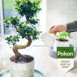 Pokon Bio Bonsai Voeding - 250ml - Plantenvoeding (bio) - 7ml Per 1L Water -Tuingereedschap Serie Winkel 1200x1200 2085