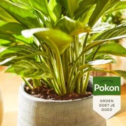 Pokon Groene Planten Voeding - 500ml - Plantenvoeding - 20ml Per 1L Water -Tuingereedschap Serie Winkel 1200x1200 2087