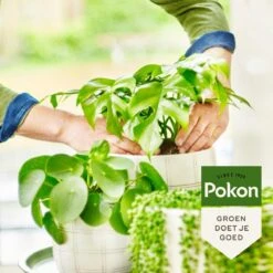 Pokon Bio Groene Planten Voeding - 500ml - Plantenvoeding (bio) - 7ml Per 1L Water -Tuingereedschap Serie Winkel 1200x1200 2096
