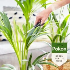 Pokon Bio Palm Voeding - 250ml - Plantenvoeding (bio) - 7ml Per 1L Water -Tuingereedschap Serie Winkel 1200x1200 2099