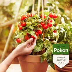 Pokon Bio Moestuin Mest - 1kg - Meststof (biologisch) - 120 Dagen Moestuinvoeding -Tuingereedschap Serie Winkel 1200x1200 2100