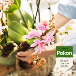 Pokon Orchidee Voeding - 500ml - Plantenvoeding - 10ml Per 1L Water -Tuingereedschap Serie Winkel 1200x1200 2110