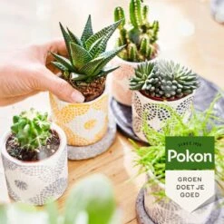 Pokon Bio Cactus & Vetplant Voeding - 250ml - Plantenvoeding (bio) - 7ml Per 1L Water -Tuingereedschap Serie Winkel 1200x1200 2111
