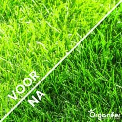 Gazonmest All-In-One (10Kg - Voor 200m2) Voor Een Diepgroen Sterk Gazon Zonder Mos En Onkruid - Complete Meststof Met Kalk En Grasversterker - Organifer -Tuingereedschap Serie Winkel 1200x1200 2113