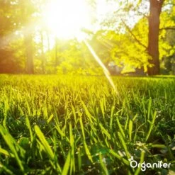 Gazonmest All-In-One (10Kg - Voor 200m2) Voor Een Diepgroen Sterk Gazon Zonder Mos En Onkruid - Complete Meststof Met Kalk En Grasversterker - Organifer -Tuingereedschap Serie Winkel 1200x1200 2116