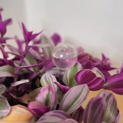 Merkloos JADI - Druppelsysteem - Waterdruppelaar Voor Uw Planten - Set Van 6 Stuks - 3 Grote & 3 Kleine - Transparante Waterbollen -Tuingereedschap Serie Winkel 1200x1200 2223