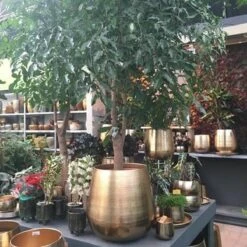 Gina Da Bloempot Karakter Goud - XL -Tuingereedschap Serie Winkel 1200x1200 2559