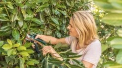 Bosch EasyPrune Accu Snoeischaar - 3.6 V Accu - USB 16 Bosch EasyPrune Accu Snoeischaar - 3.6 V Accu - USB -Tuingereedschap Serie Winkel 1200x675 11