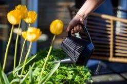 Xala - Gieter Doppio Groove 2L Zwart -Tuingereedschap Serie Winkel 1200x799 260