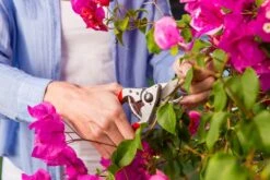 Felco 14 Snoeischaar | Ergonomisch | Voor Kleine Handen -Tuingereedschap Serie Winkel 1200x800 63