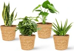 WL Plants - Maki Naturel - Set Van 4 - Plantenmand - Plantenmand Binnen - Bloempot - Plantenhouder - Bloempotten Voor Binnen - Gemaakt Van Riet - 11cm Hoog - 12cm Diameter -Tuingereedschap Serie Winkel 1200x838 10