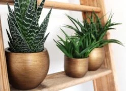 Capi Europe - Bloempot Bol Retro - 23x21 - Goud - Bloempot Voor Binnen - BRTG134 -Tuingereedschap Serie Winkel 1200x876 5