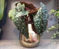 Gina Da Bloempot Karakter Goud - XL -Tuingereedschap Serie Winkel 1200x984 3