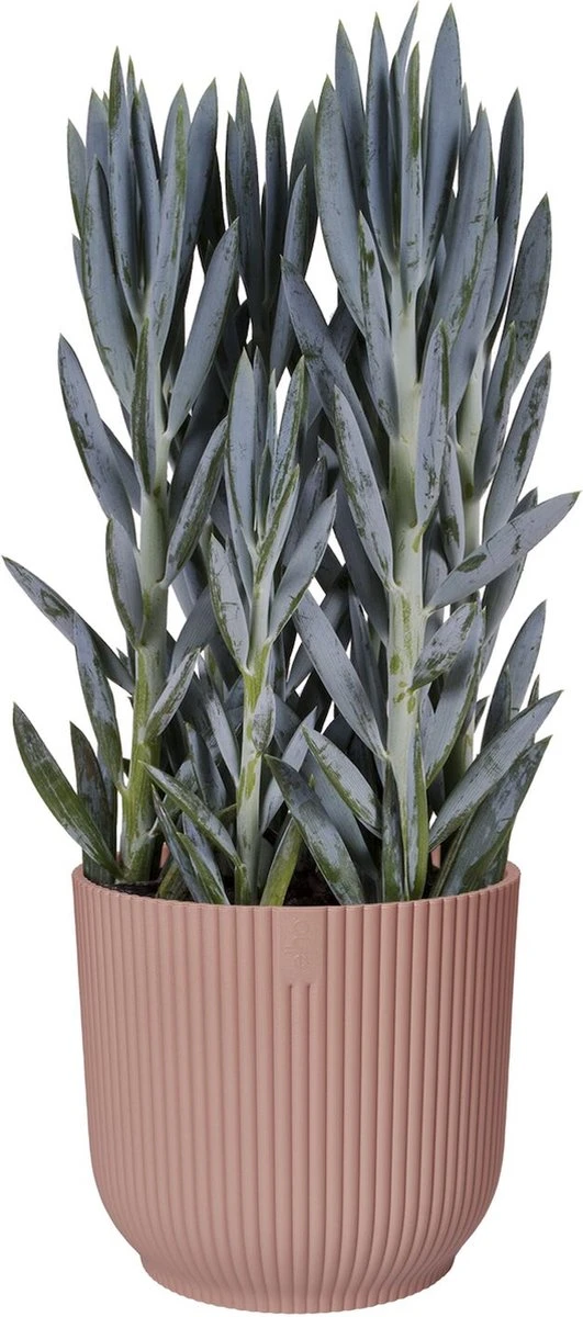 Elho Vibes Fold Rond 30 - Bloempot Voor Binnen - Ø 29.5 X H 27.2 Cm - Delicaat Roze 4 Elho Vibes Fold Rond 30 - Bloempot Voor Binnen - Ø 29.5 X H 27.2 Cm - Delicaat Roze - Afbeelding 2