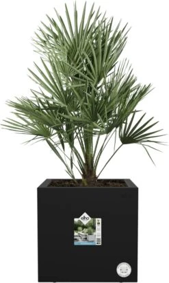 Elho Vivo Next Vierkant 30 - Plantenbak Voor Binnen & Buiten - Ø 29.5 X H 29.5 Cm - Zwart/Living Black 30 Elho Vivo Next Vierkant 30 - Plantenbak Voor Binnen & Buiten - Ø 29.5 X H 29.5 Cm - Zwart/Living Black -Tuingereedschap Serie Winkel 720x1200 1