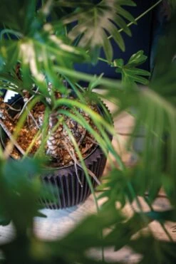 Capi Europe - Vaas Elegant Laag Groove NL - 34x46 - Goud - Voor Binnen En Buiten - KGVGB782 -Tuingereedschap Serie Winkel 799x1200 102