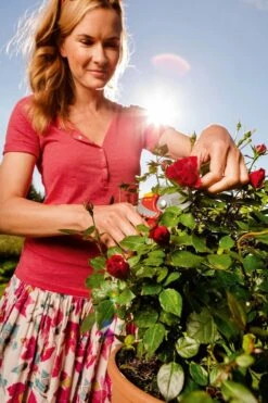 WOLF-Garten Snoeischaar "Premium Plus" RR 4000 - Max. Knipdiameter 22 Mm - Links- En Rechtshandige - Softinleg Handgreep - Snijhoek 30° - Voor Grote Handen - Vervangbare Messen 24 WOLF-Garten Snoeischaar "Premium Plus" RR 4000 - Max. Knipdiameter 22 Mm - Links- En Rechtshandige - Softinleg Handgreep - Snijhoek 30° - Voor Grote Handen - Vervangbare Messen -Tuingereedschap Serie Winkel 799x1200 21