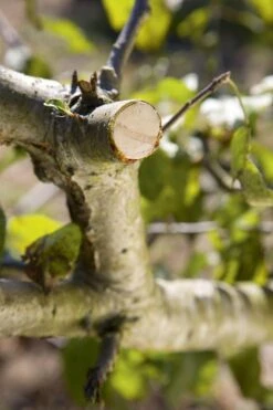 GARDENA - Comfort - Hefboomsnoeischaar Smartcut - Snoeischaar - Takdikte Max. 22 Mm -Tuingereedschap Serie Winkel 799x1200 28