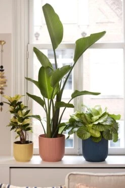 Elho Vibes Fold Rond 25 - Bloempot Voor Binnen - Ø 25.0 X H 23.0 Cm - Delicaat Roze -Tuingereedschap Serie Winkel 800x1200 188