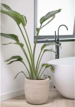 Capi Europe - Bloempot Bol Waste Rib NL - 35x34 - Terrazzo Beige - Voor Binnen En Buiten - KTBR932 -Tuingereedschap Serie Winkel 837x1200 5