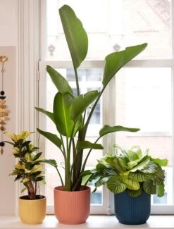 Elho Vibes Fold Rond 30 - Bloempot Voor Binnen - Ø 29.5 X H 27.2 Cm - Delicaat Roze 20 Elho Vibes Fold Rond 30 - Bloempot Voor Binnen - Ø 29.5 X H 27.2 Cm - Delicaat Roze -Tuingereedschap Serie Winkel 911x1200 2