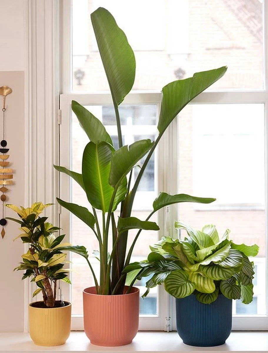 Elho Vibes Fold Rond 30 - Bloempot Voor Binnen - Ø 29.5 X H 27.2 Cm - Delicaat Roze 10 Elho Vibes Fold Rond 30 - Bloempot Voor Binnen - Ø 29.5 X H 27.2 Cm - Delicaat Roze - Afbeelding 8