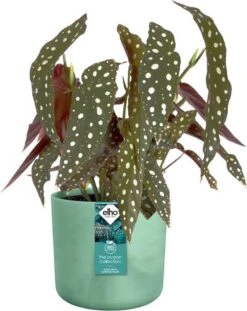 Elho The Ocean Collection Round 22cm - Bloempot Voor Binnen - 100% Gerecycled Materiaal - Gemaakt Met Zeeafval - Ø 22.3 X H 20.4 Cm - Pacifisch Groen -Tuingereedschap Serie Winkel 952x1200 1