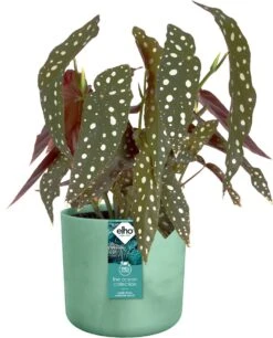 Elho The Ocean Collection Round 22cm - Bloempot Voor Binnen - 100% Gerecycled Materiaal - Gemaakt Met Zeeafval - Ø 22.3 X H 20.4 Cm - Pacifisch Groen -Tuingereedschap Serie Winkel 969x1200 9