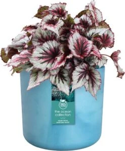 Elho The Ocean Collection Round 22cm - Bloempot Voor Binnen - 100% Gerecycled Materiaal - Gemaakt Met Zeeafval - Ø 22.3 X H 20.4 Cm - Atlantisch Blauw -Tuingereedschap Serie Winkel 995x1200 5